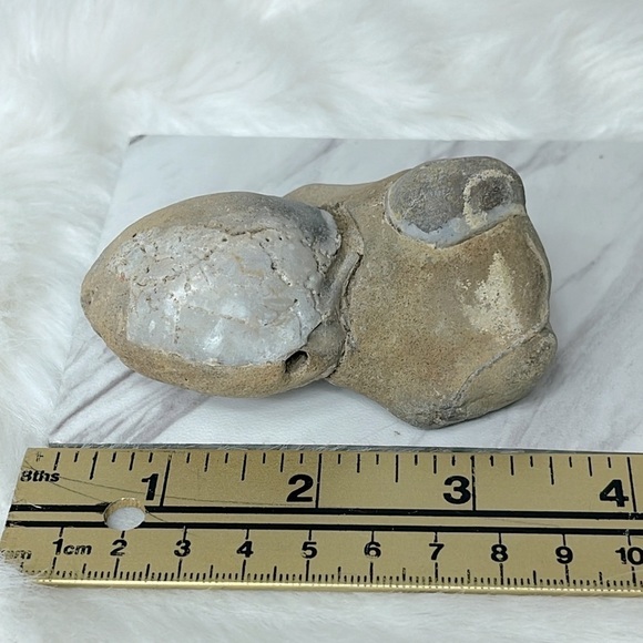 Oregon Fossilized Sea Shells & Coral Fossils | Natural Rock • Educational Lot - Picture 15 of 17